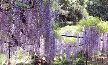 熊野神社 (匝瑳市)